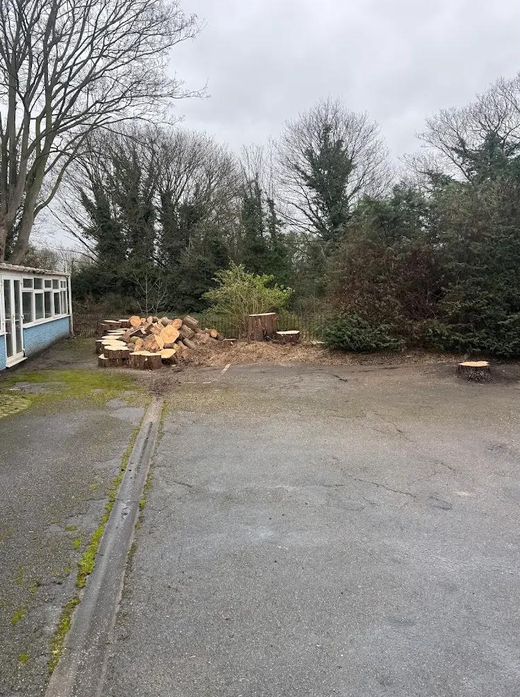 The conifer fully removed, logged and site left tidy